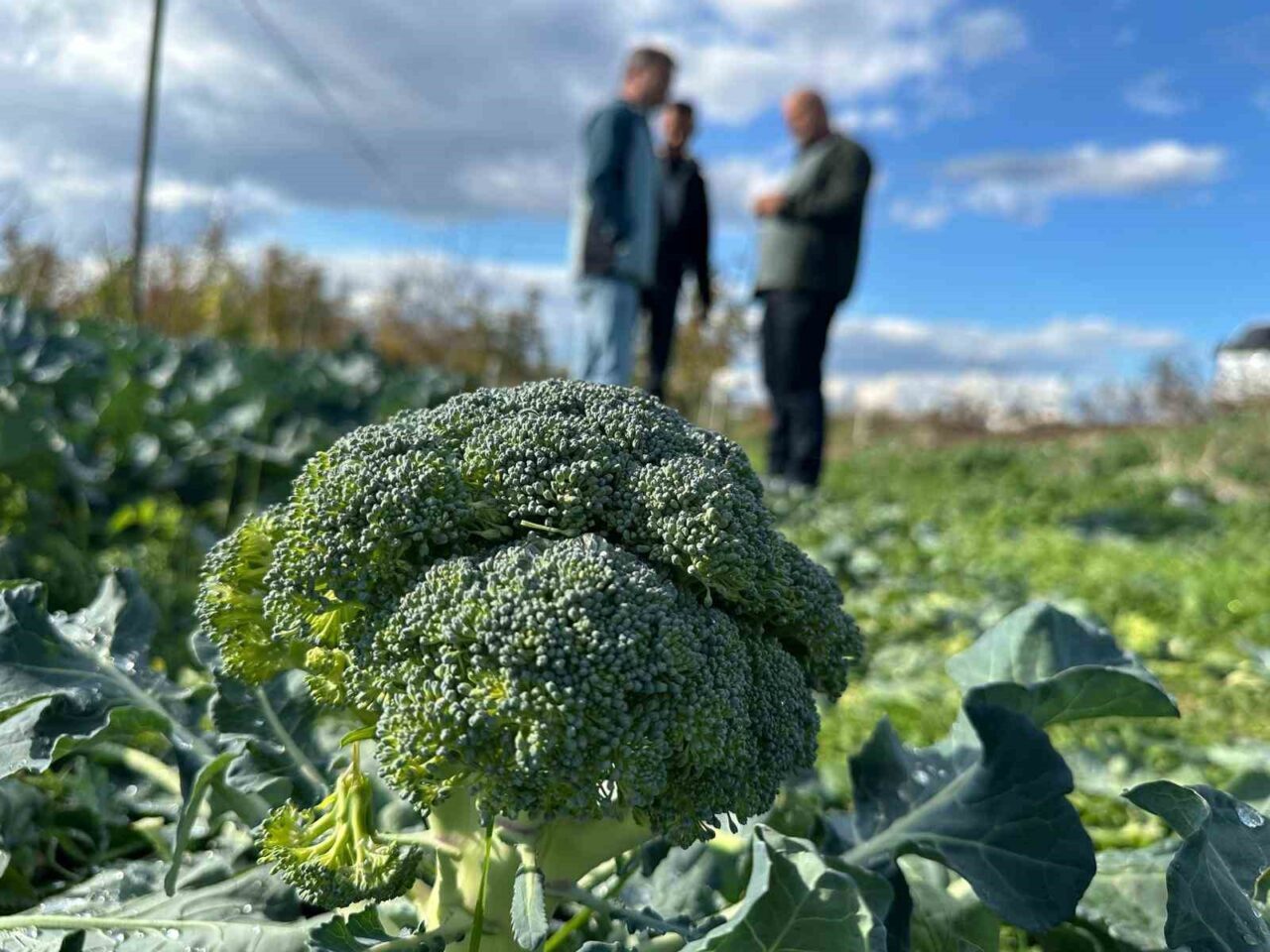 Bursa'nın İznik ilçesinde brokoli fiyatları tarlada 10-20 lira arasında iken,