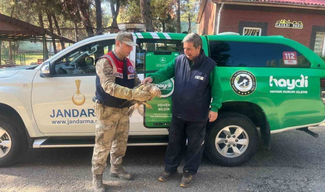 Gaziantep'te jandarma ekipleri, yorgun ve yaralı bir kartal buldu. HAYDİ
