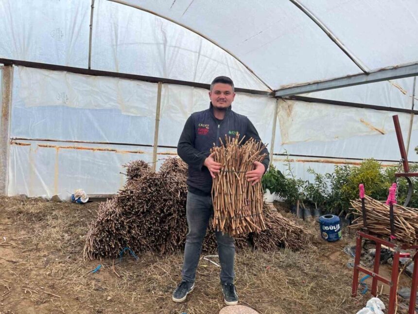 Sarıgöl’deki genç girişimciler, bu yıl 700 bin üzüm fidanı üreterek bölge tarımına önemli katkı sağlıyor.