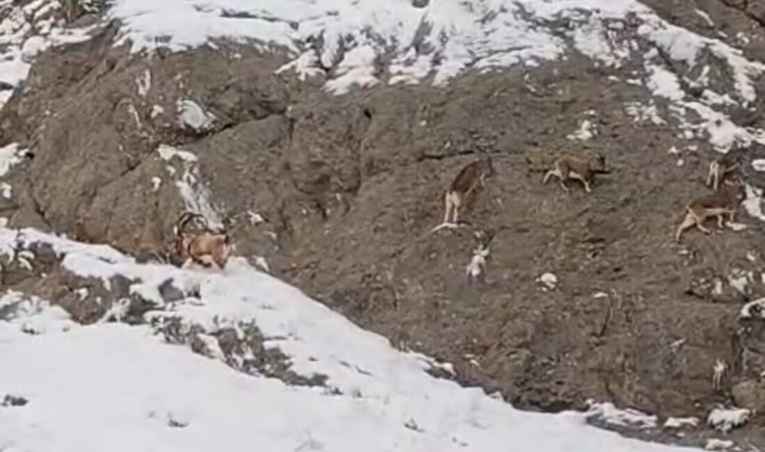 Yüksekova kara yolundaki Güzeldere bölgesinde dağ keçileri karla kaplı yamaçlarda