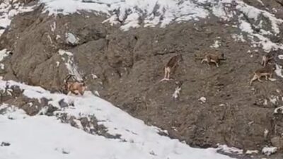 Yüksekova kara yolundaki Güzeldere bölgesinde dağ keçileri karla kaplı yamaçlarda