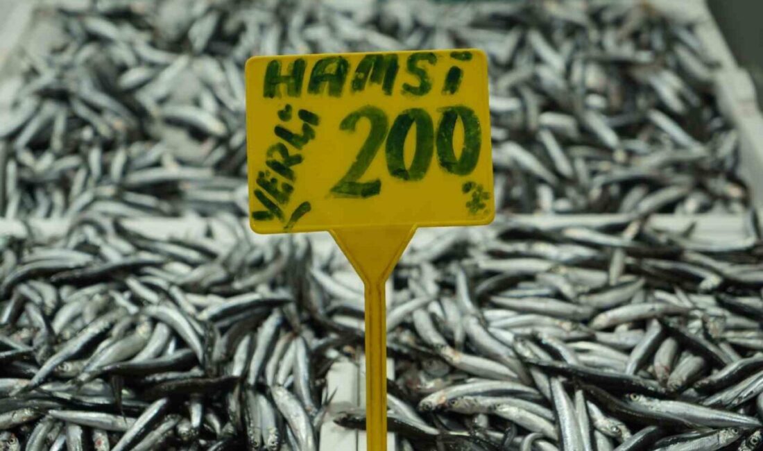 Hamsinin Fiyatı Hızla Yükselerek 200 TL’ye Çıktı, Vatandaşların Tercihi Değişmiyor Karadeniz'de avlanan hamsinin fiyatı, havaların soğumasıyla birlikte 50 TL'den 200