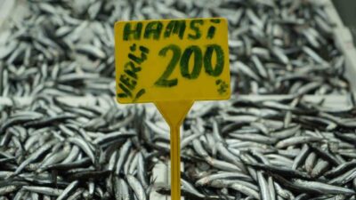 Karadeniz'de avlanan hamsinin fiyatı, havaların soğumasıyla birlikte 50 TL'den 200