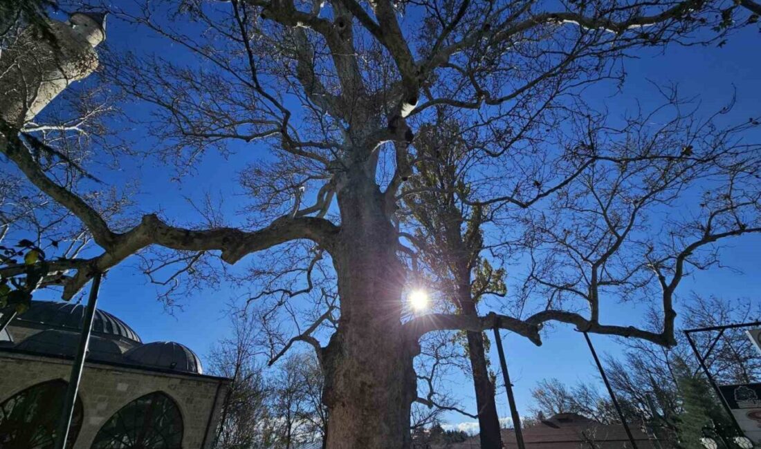 Elazığ'ın Harput Mahallesi'ndeki 1700'lü yıllara ait tarihi çınar, Kurşunlu Camii