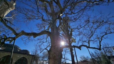 Elazığ'ın Harput Mahallesi'ndeki 1700'lü yıllara ait tarihi çınar, Kurşunlu Camii