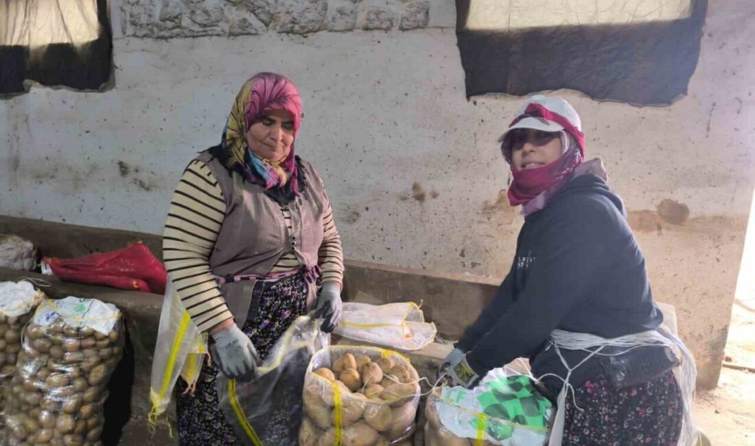 Şuhut’ta Patates Hasadı Tamamlandı, Üreticinin Yüzü Güldü Afyonkarahisar'ın Şuhut ilçesinde patates hasadı sona erdi. Çiftçiler, agria cinsi