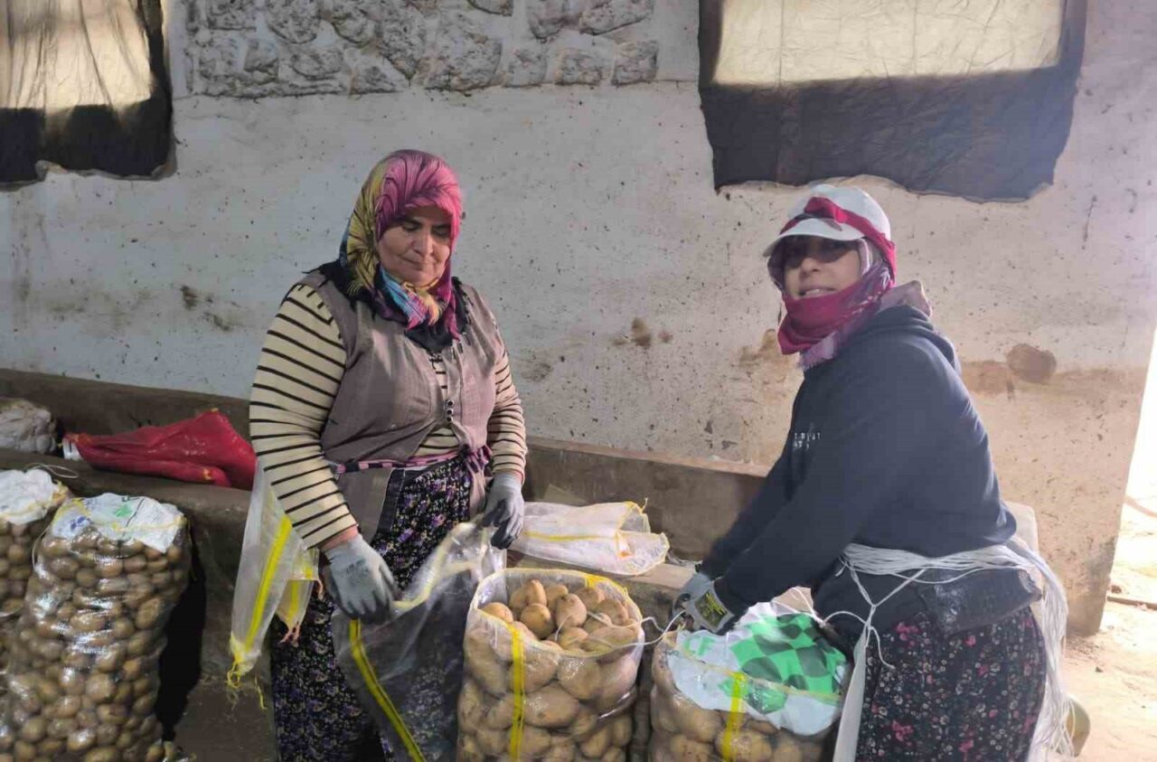 Şuhut’ta Patates Hasadı Tamamlandı, Üreticinin Yüzü Güldü