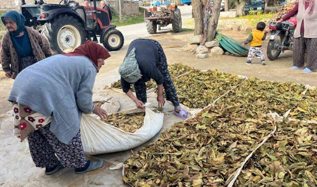 Buldan’da Tütün Hasadı Başladı: Üreticiler Umutlu ve Çalışmalar Hızla İlerliyor Denizli'nin Buldan ilçesinde Türlübey Mahallesi'nde tütün hasadı başladı. Üretici Nihat