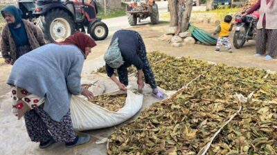 Denizli'nin Buldan ilçesinde Türlübey Mahallesi'nde tütün hasadı başladı. Üretici Nihat