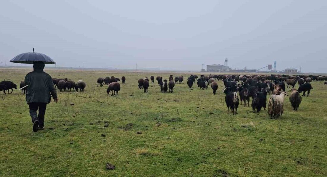 Muş'un Hasköy ilçesinde mevsim normallerinin üstündeki hava sıcaklıkları, hayvancılıkla uğraşan