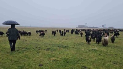 Muş'un Hasköy ilçesinde mevsim normallerinin üstündeki hava sıcaklıkları, hayvancılıkla uğraşan