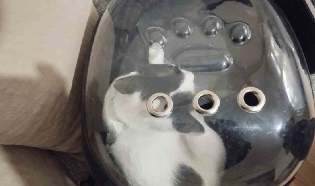 Kayseri İtfaiyesi, Havalandırma Boşluğuna Düşen Tofu’yu Başarıyla Kurtardı Kayseri Büyükşehir Belediyesi İtfaiye Daire Başkanlığı ekipleri, Melikgazi'deki bir apartmanın