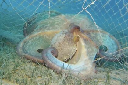 Denizlerdeki Hayalet Ağlara Karşı Mücadelede 360 Bin Metrekare Temizlendi