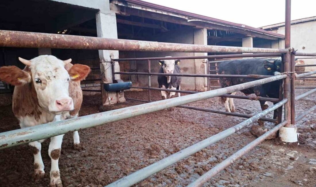 Kütahya’da Şap Hastalığı Nedeniyle Hisarcık’ta Yeniden Karantina Uygulaması Başlatıldı Kütahya'nın Hisarcık ilçesinde 24 Eylül'de büyükbaş hayvanda şap hastalığı tespit