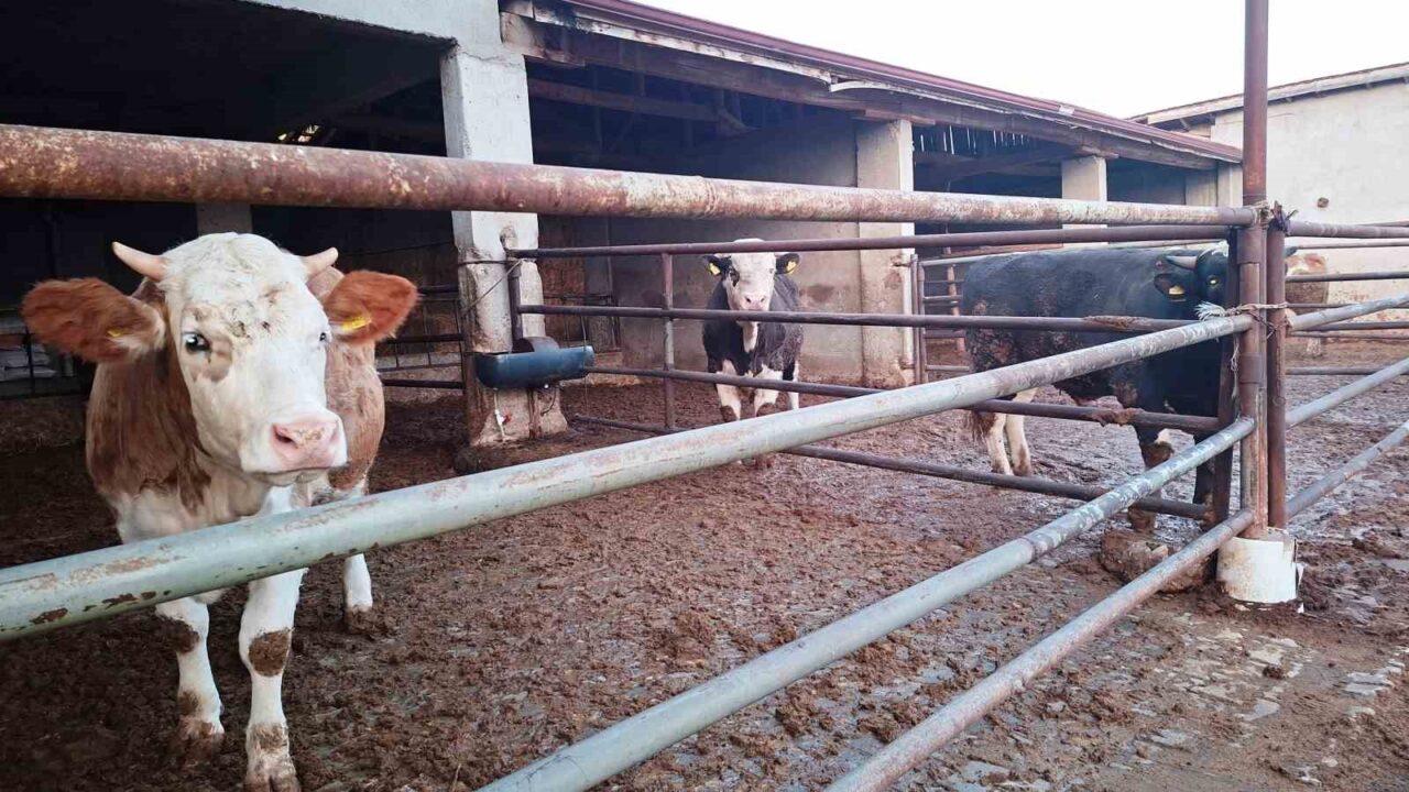 Kütahya’da Şap Hastalığı Nedeniyle Hisarcık’ta Yeniden Karantina Uygulaması Başlatıldı
