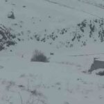 Iğdır’da yoğun kar nedeniyle yiyecek bulamayan 3 vaşak köye indi. O anlar cep telefonlarıyla kaydedildi.