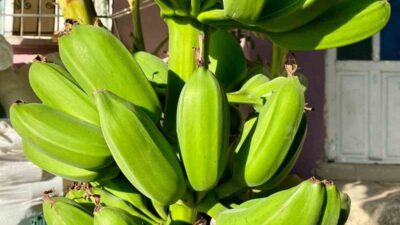 Denizli'nin Buldan ilçesindeki Helvacılar Mahallesi'nde Hasan Esen, 700 rakımlı arazisinde