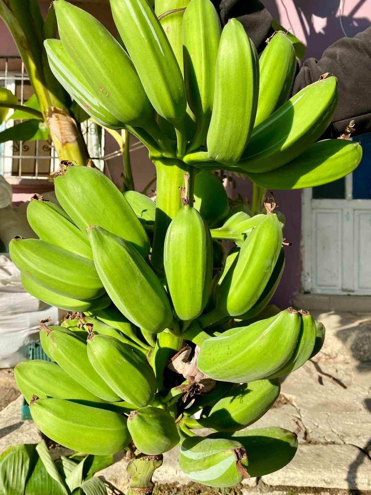 Denizli'nin Buldan ilçesindeki Helvacılar Mahallesi'nde Hasan Esen, 700 rakımlı arazisinde