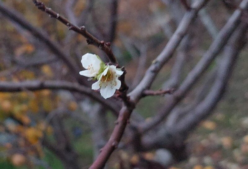 Manisa’nın Sarıgöl ilçesinde bir erik ağacının soğuk havalara rağmen çiçek açması ilgi çekti.