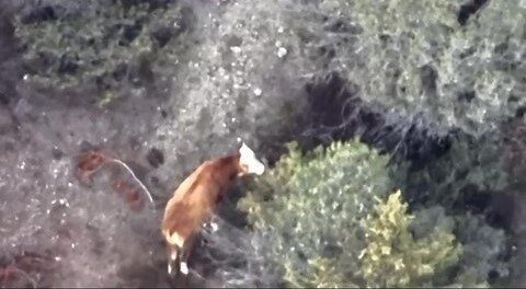 Amasya’da kaybolan ineğin bulunmasında AFAD ve jandarma destek verdi, inek drone ile tespit edildi.
