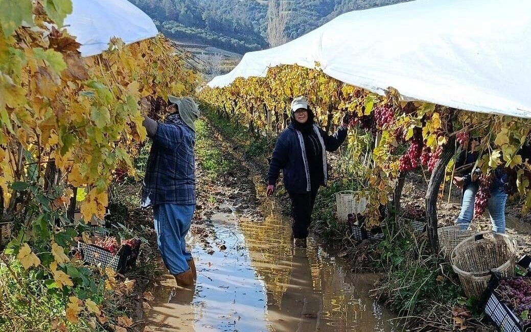 Sarıgöl’de Çamura Rağmen Üzüm Hasadı Devam Ediyor Manisa'nın Sarıgöl ilçesinde, üreticiler ve tarım işçileri, yağmur nedeniyle oluşan