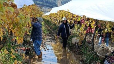 Manisa'nın Sarıgöl ilçesinde, üreticiler ve tarım işçileri, yağmur nedeniyle oluşan
