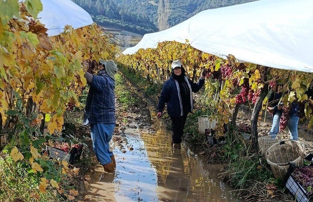 Manisa'nın Sarıgöl ilçesinde, üreticiler ve tarım işçileri, yağmur nedeniyle oluşan
