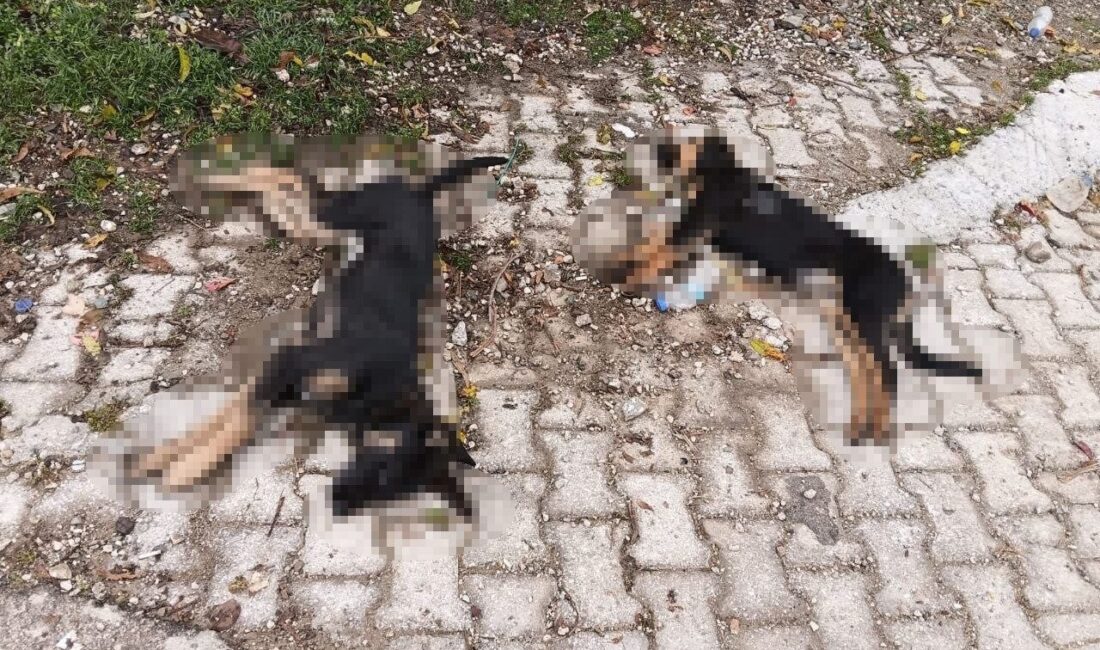 Isparta'nın Yalvaç ilçesine bağlı Hisarardı köyünde artan köpek ölümleri, köy
