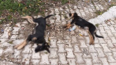 Isparta'nın Yalvaç ilçesine bağlı Hisarardı köyünde artan köpek ölümleri, köy