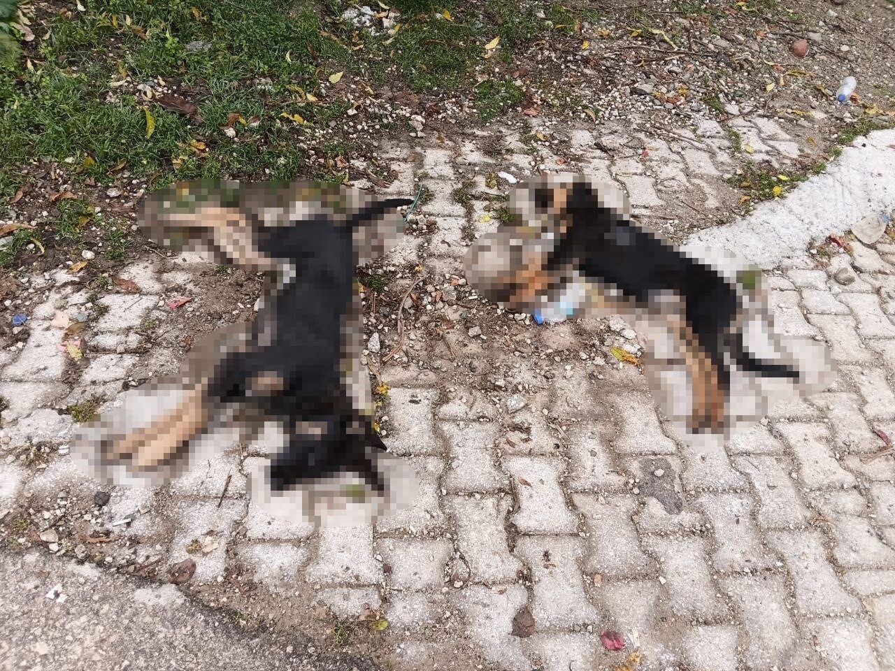 Isparta'nın Yalvaç ilçesindeki Hisarardı köyünde yaşanan ardışık köpek ölümleri endişe