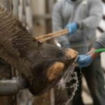 İzmir Doğal Yaşam Parkı’ndaki Asya filleri, haftada iki kez ayak bakımına alınıyor.