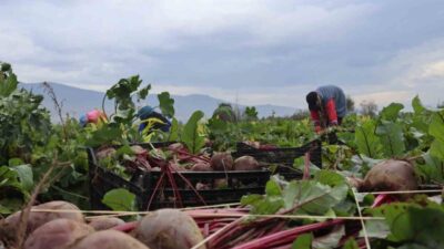 İzmir'in Menemen ilçesinde kış mevsiminin vazgeçilmezi kırmızı pancar hasadı devam