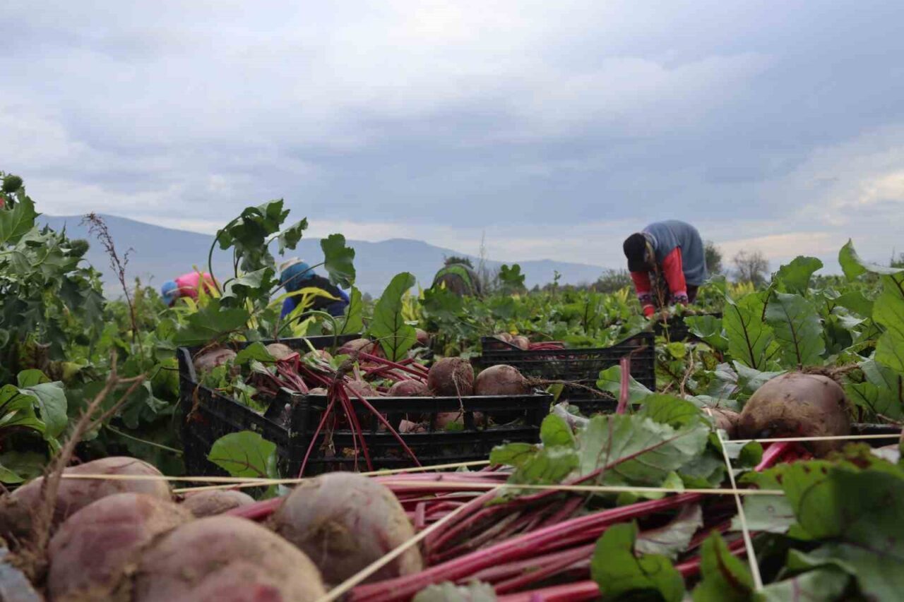 İzmir'in Menemen ilçesinde kış mevsiminin vazgeçilmezi kırmızı pancar hasadı devam