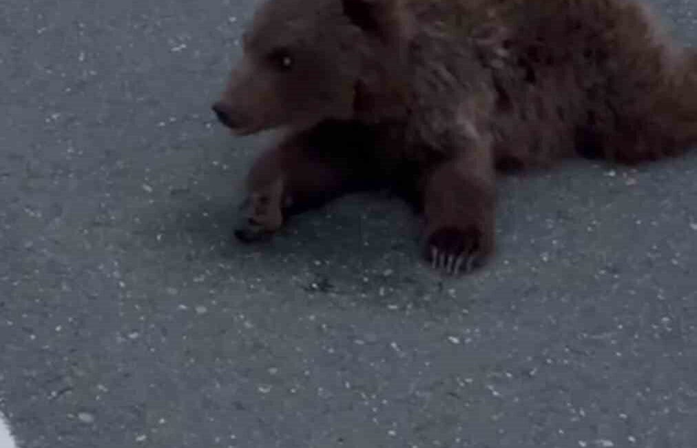 Karabük'ün Safranbolu ilçesinde, yaralı bir yavru ayı kara yolunda bulundu.