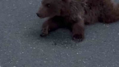Karabük'ün Safranbolu ilçesinde, yaralı bir yavru ayı kara yolunda bulundu.