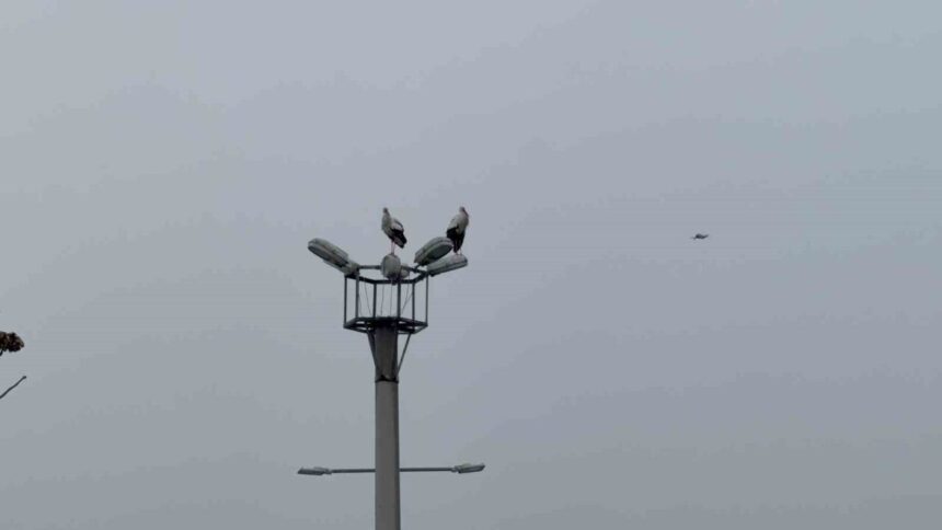 Karabük’te “Demir” adındaki leylek, yaz kış kentte kalarak dikkatleri üzerine çekmeye devam ediyor.