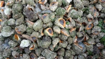 Karadeniz’deki ekolojik dengenin bozulmasına sebep olan deniz salyangozu ve taraklı