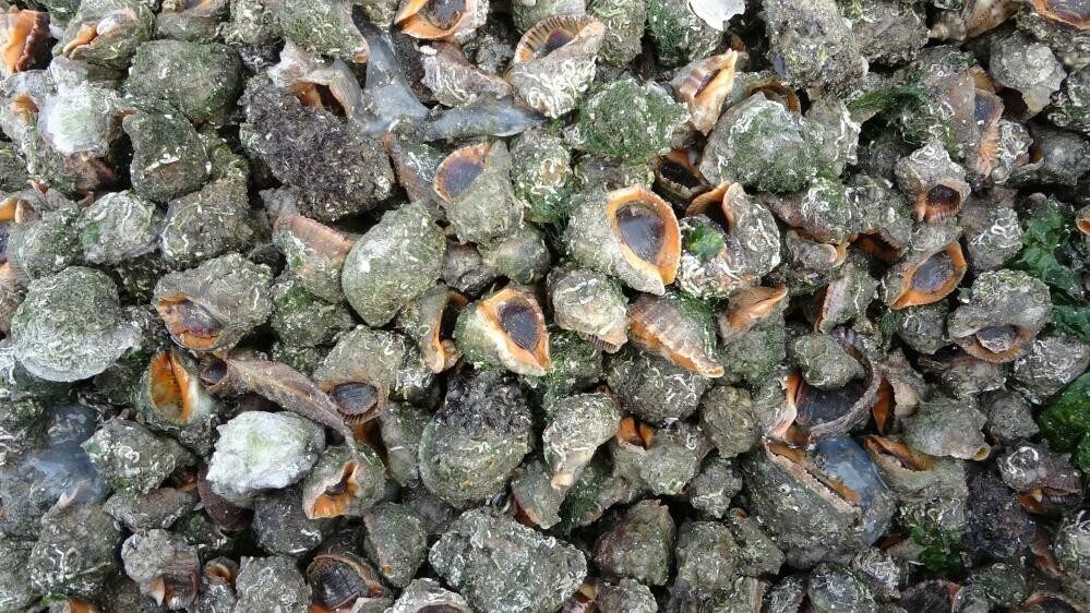 Karadeniz’de Yabancı Türlerin Artışı Ekosistemi Tehdit Ediyor Karadeniz’deki ekolojik dengenin bozulmasına sebep olan deniz salyangozu ve taraklı