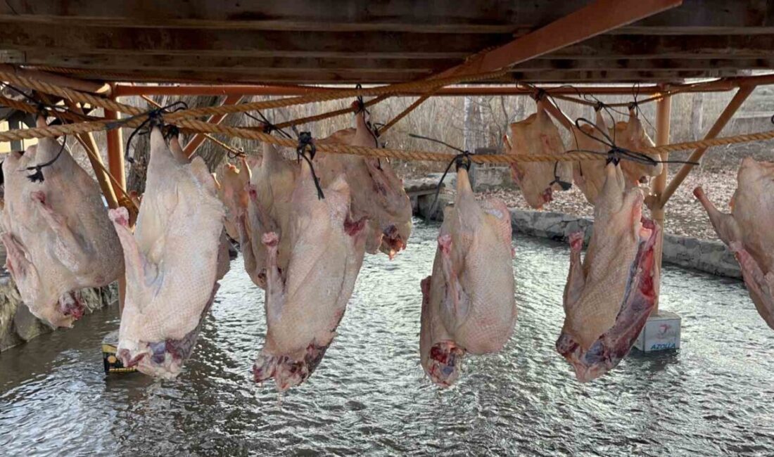 Kars’ta Geleneksel Kaz Kesimi ve Kurutma Süreci Başladı, Sofralara Hazırlandı Kars'ta kaz kesimi sonrası geleneksel kurutma süreci başladı. Yetiştiriciler, Haluk