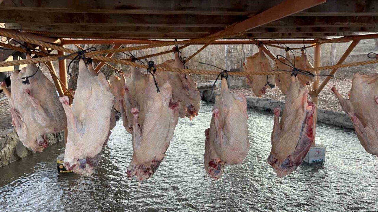 Kars'ta kaz kesimi sonrası geleneksel kurutma süreci başladı. Yetiştiriciler, Haluk