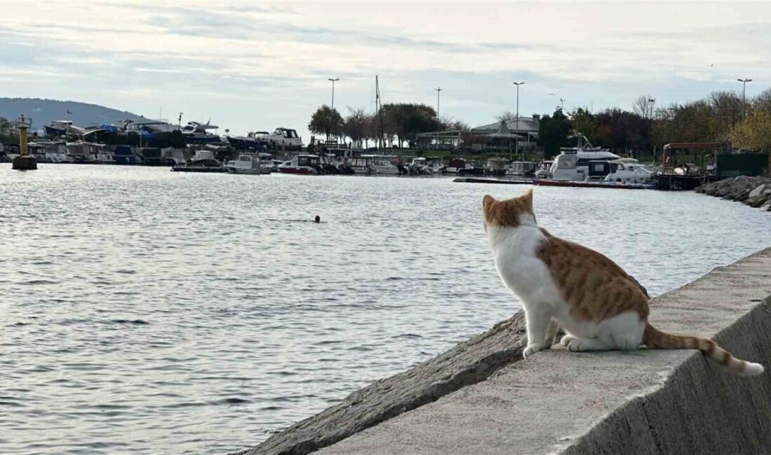 İstanbul Kartal'da 62 yaşındaki Ömer Kötek ve 47 yaşındaki Muzaffer