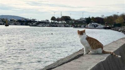 İstanbul Kartal'da 62 yaşındaki Ömer Kötek ve 47 yaşındaki Muzaffer