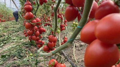 Antalya Ticaret Borsası'nın Kasım ayı raporuna göre, domates fiyat endeksi