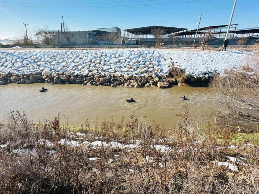 Şanlıurfa’da tahliye kanalına devrilen araçtaki kayıp sürücüyü arama çalışmaları sürüyor.