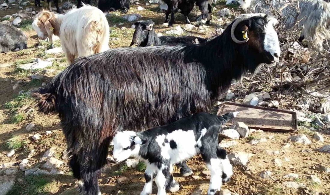 Antalya'da düzenlenen Keçi Çalıştayı'nın raporu, keçi yetiştiriciliğinin sosyo-ekonomik önemini vurguladı.