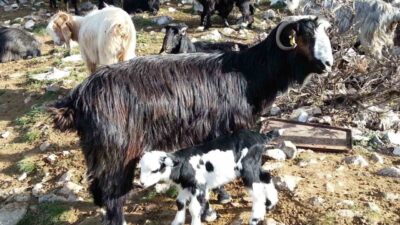 Antalya'da düzenlenen Keçi Çalıştayı'nın raporu, keçi yetiştiriciliğinin sosyo-ekonomik önemini vurguladı.