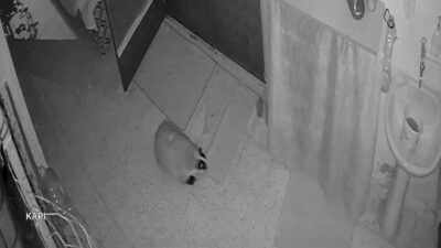 Elazığ'ın Göldere köyünde Mustafa Turan, beslediği kedilerin mamasını çalan porsuğu