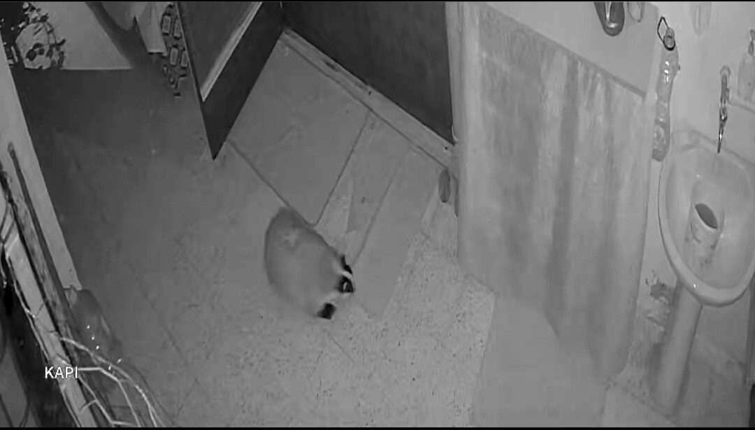 Elazığ'ın Göldere köyünde Mustafa Turan, beslediği kedilerin mamasını çalan porsuğu