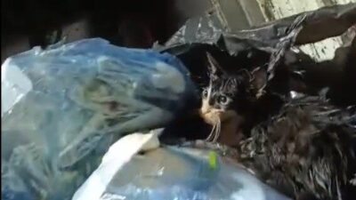 Bodrum'un Gürece Mahallesi'nde, Bodrum Belediyesi Temizlik İşleri Müdürlüğü ekipleri çöp