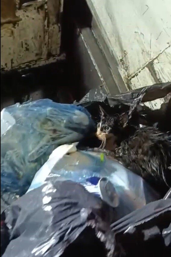 Bodrum'un Gürece Mahallesi'nde, Bodrum Belediyesi Temizlik İşleri Müdürlüğü ekipleri çöp